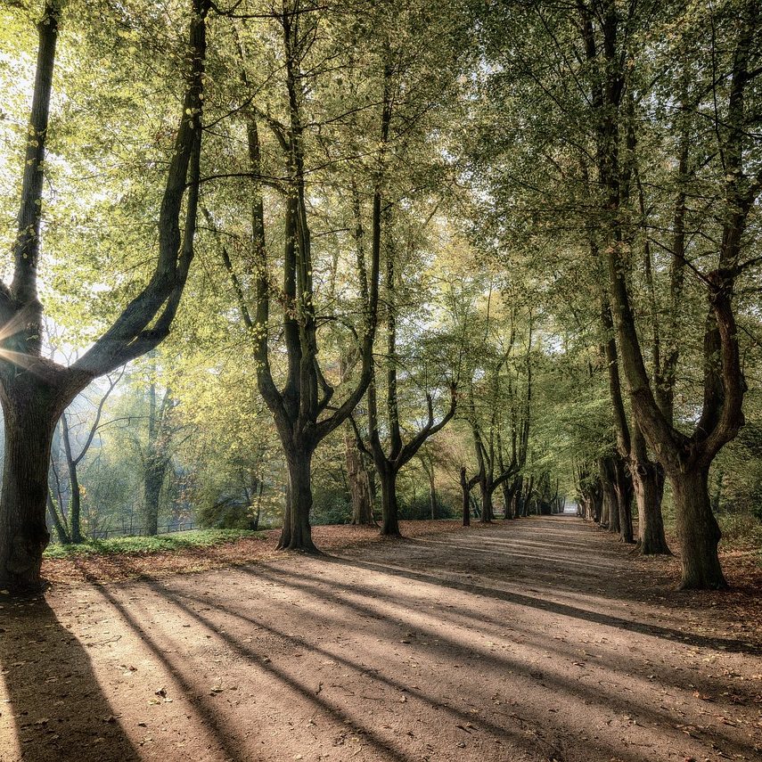 trees sunrise, shadow, nature, landscape, mood, forest, park, avenue, road, shadow, shadow, shadow, shadow, shadow, forest, park, park, road
